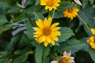 Heliopsis helianthoides