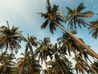 Fototapeta na wymiar Coconut trees near beach in maharashtra