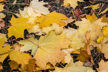maple leaves
