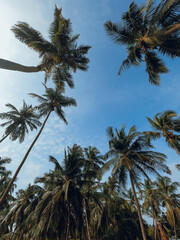 Fototapeta na wymiar Coconut trees near beach in Maharashtra