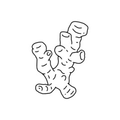 Ginger root hand drawn black line vector illustration isolated on white.