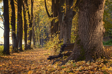 Alley of the old park