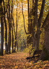Alley of the old park