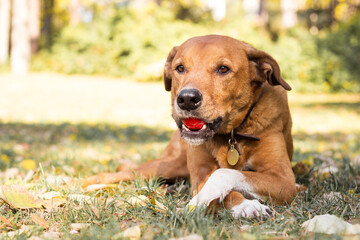 Portrait of beautiful and happy mixed-breed dog on autumn yellow leaves
