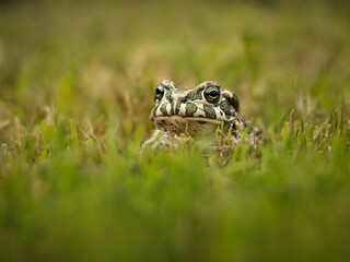european green toad in green grass in summer