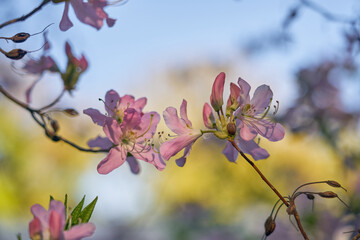 Pink flowers with a blurry bokeh background.