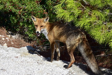 fox during its rest,here in nature of Greece