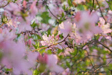 Pink flowers with a blurry bokeh background.
