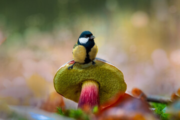 mushrooms in the forest