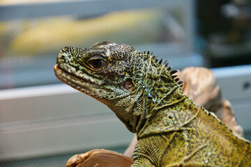 The sail lizard (Latin. Hydrosaurus) is a genus of lizards from the Agamaceae family