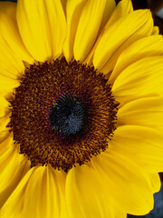 Obraz premium Close-up Bright colorful yellow sunflower detail of a Sunflower. Background sunflower