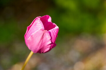Pink tulip with a blurred background bokeh.
