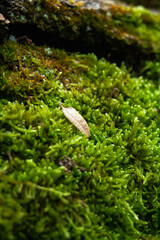 Moss and leaf on tree roots in the park or wood