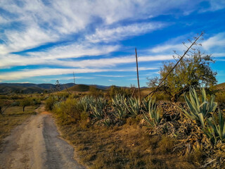 cactus plants along a dry trail road in the desert on a sunny day