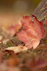 Autumn in the park