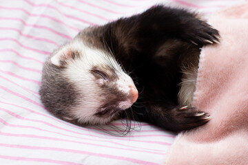 The ferret sleeps on the bed