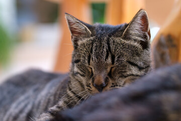 Cute tabby kitten peacefully asleep