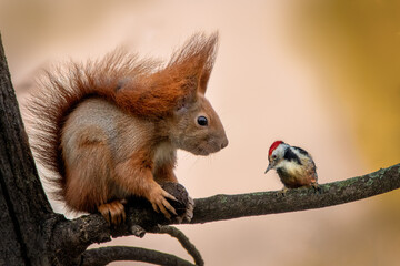 squirrel on a branch