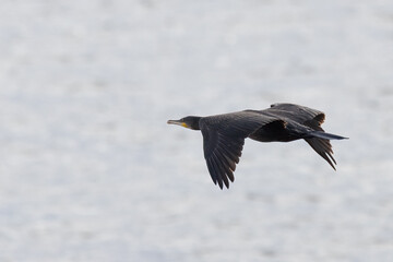 Great cormorant