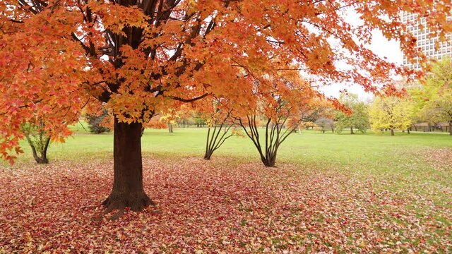 A stationary handheld shot of a large colorful sugar maple tree in autumn or fall with red, orange and yellow colored leaves as they slowly fall to the ground.