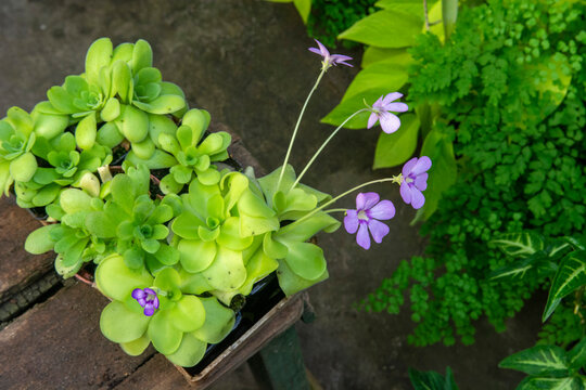 Pinguicula flowers