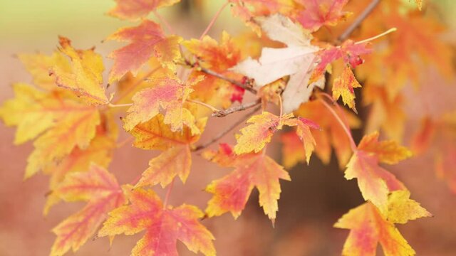 Close up detailed b-roll shot of red, orange and yellow fall foliage on a sugar maple branch in autumn with background out of focus.