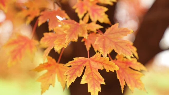 Close up slow motion b-roll of a colorful branch of a sugar maple tree with red and yellow leaves or foliage in autumn as it softly moves in the breeze.