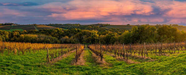 Vineyard Sunrise in Bordeaux Vineyard,France, High quality photo