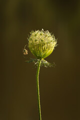 touching wild carrot flower on dark green background