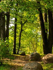 Forest trail