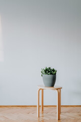 Wooden coffee table with plant. Copy space