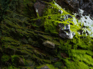 Obraz premium Macro photography. Rocks covered with moss and lichens. Minimalism. Abstraction. Background, wallpaper, texture. Geology, botany, archeology, environmental protection, ecology.