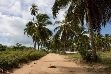 Fototapeta na wymiar palm trees on the road
