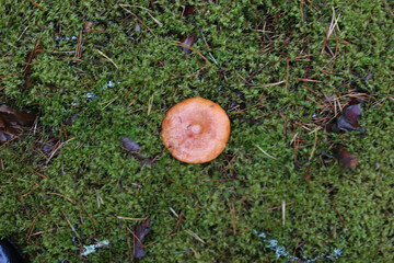 mushroom in the forest