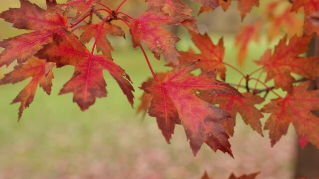 Beautiful autumn or fall background close-up of multicolored red brown and orange colored sugar maple leaves swaying in the wind or gentle breeze.