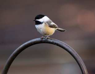 black-capped chickadee