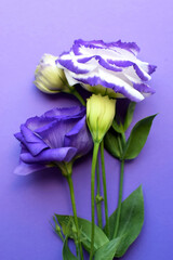 Fototapeta na wymiar Beautiful purple and white eustoma flowers (lisianthus) in full bloom with green leaves. Bouquet of flowers on a purple background.