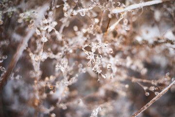 Close up. Frozen brown twigs on a December morning.