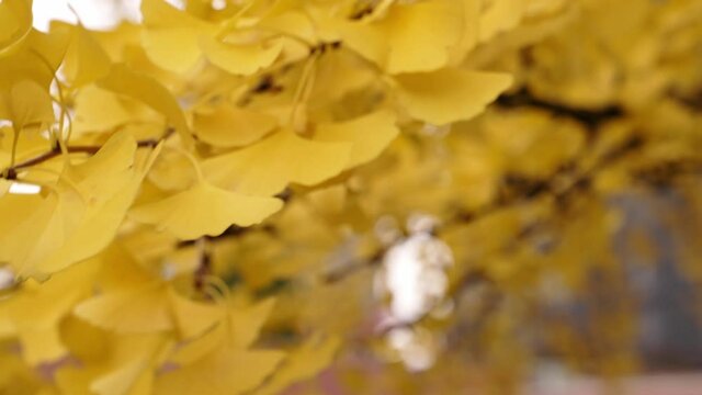 Close up slow motion video of a gingko biloba tree branch with brightly colored yellow leaves swaying up and down in the wind.