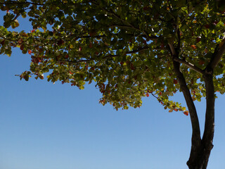 Green leaves on blue sky background. Look at the branches of Terminalia Catappa trees, name Wild almond, Indian almond and Tropical almond fruits.