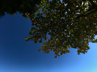 Green leaves on blue sky background. Look at the branches of Terminalia Catappa trees, name Wild almond, Indian almond and Tropical almond fruits.