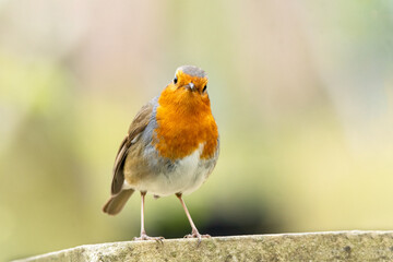 robin on a branch