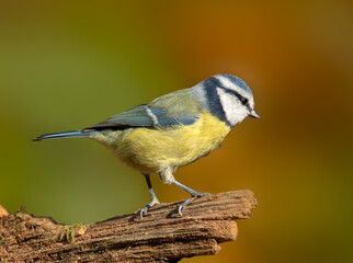 Obraz premium Blue tit (Cyanistes caeruleus) perched on tree stump with diffused background
