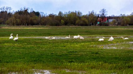 Wiosenne rozlewiska Biebrzy, Podlasie, Polska © podlaski49
