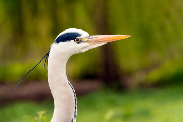 blue heron