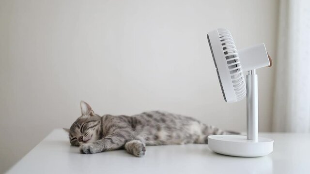 Adorable cute little gray striped kitten is sleeping and chilling with fan in a war summer day. Cute cozy background, morning at home.