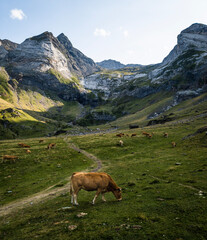 Fototapeta na wymiar cows in the mountains