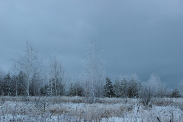 trees in the snow