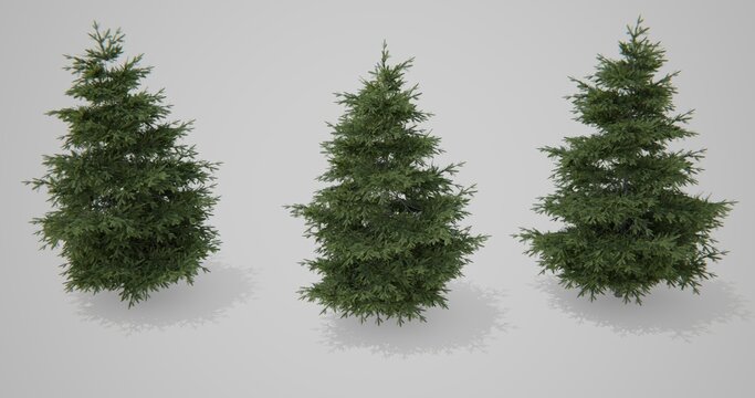 Three Christmas trees on a white background