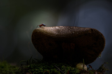 mushroom in the forest